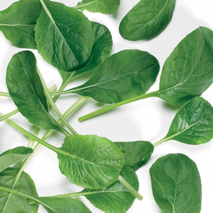 Picture of Komatsuma Malachai F1